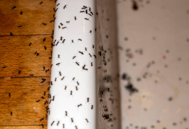 Best Ant Control Services  in Oakland, MO